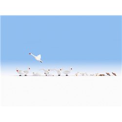 Swans (8) & Ducks (8)