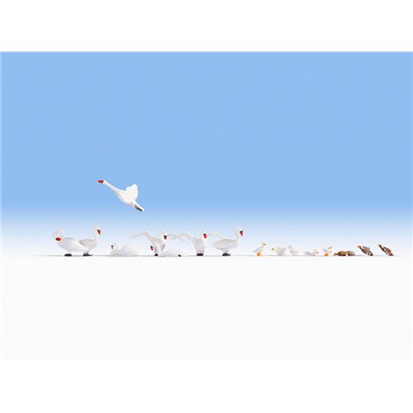 Swans (8) & Ducks (8)
