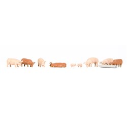 Pigs