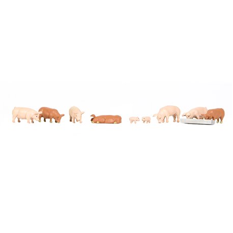 Pigs