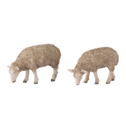 Grazing Sheep