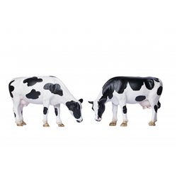 Grazing Cows 