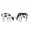 Grazing Cows 