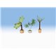 Ornamental Plants in Flower Pots (3)