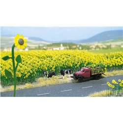 N 48 sunflowers