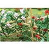 Climbing Roses (6)