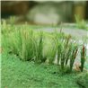 Bulrushes (24)