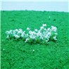 Cow Parsley (32)