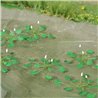 Water Lillies (10)