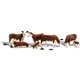 O Hereford Cows