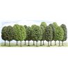 15 deciduous trees