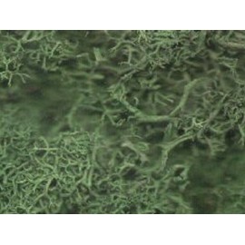 Dark green lichen