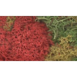 Mixed colour lichen