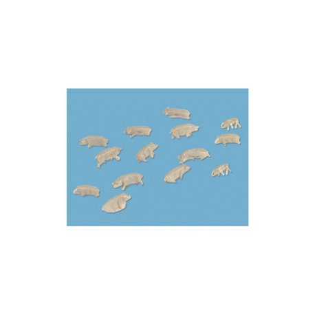 Pigs (x15) unpainted