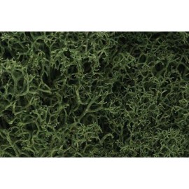 Medium Green Lichen