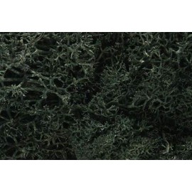 Dark Green Lichen