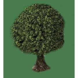 JAVIS N SMALL CHESTNUT TREE
