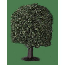 JAVIS N SMALL OAK TREE