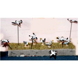 Painted 8 x Assorted Seagulls 