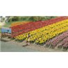 120 Tulips