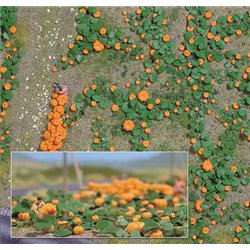 Pumpkin Field