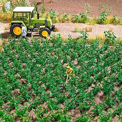 30 Potato Plants