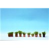 Laser Cut Minis: Shrubs in Pots