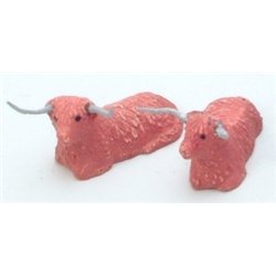 Highland cows