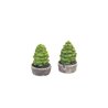 2 TREES IN PLANTER