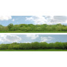 Scenic Backgrounds - Trees Pack B