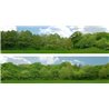 Tall Trees (pack B) 2 x 5' x 15" premium OO gauge backscene