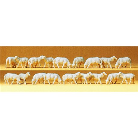 18 Sheep